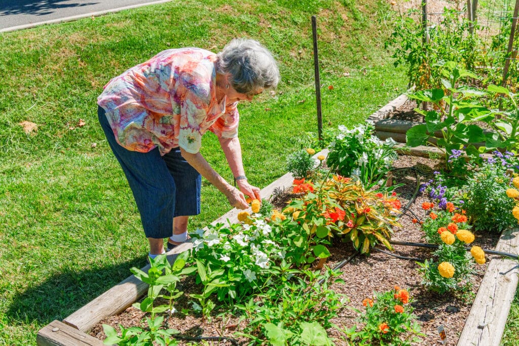 elderly woman gardening at senior living community; assisted living, independent living