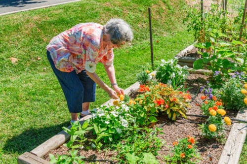 elderly woman gardening at senior living community