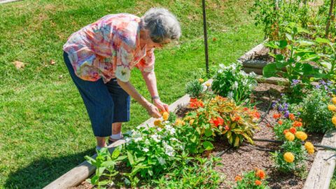 elderly woman gardening at senior living community